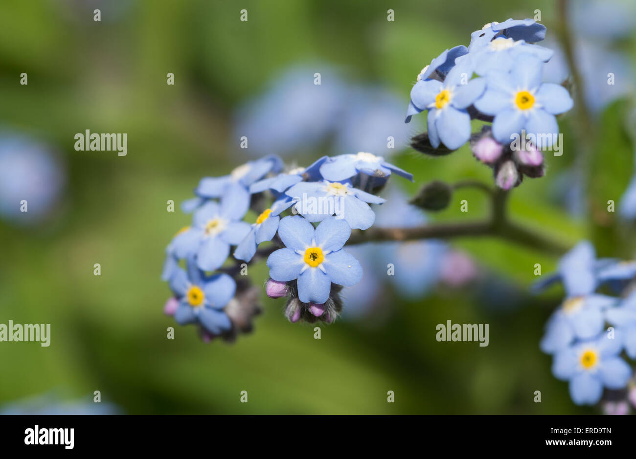 Tiny blue flower blooming in spring garden Stock Photo