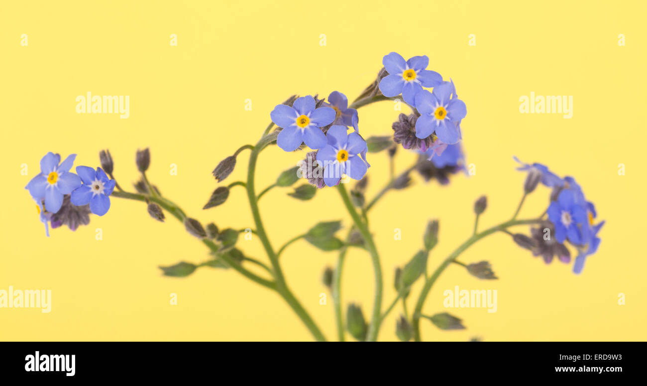 Beautiful blue Forget-me-not flowers on yellow Stock Photo