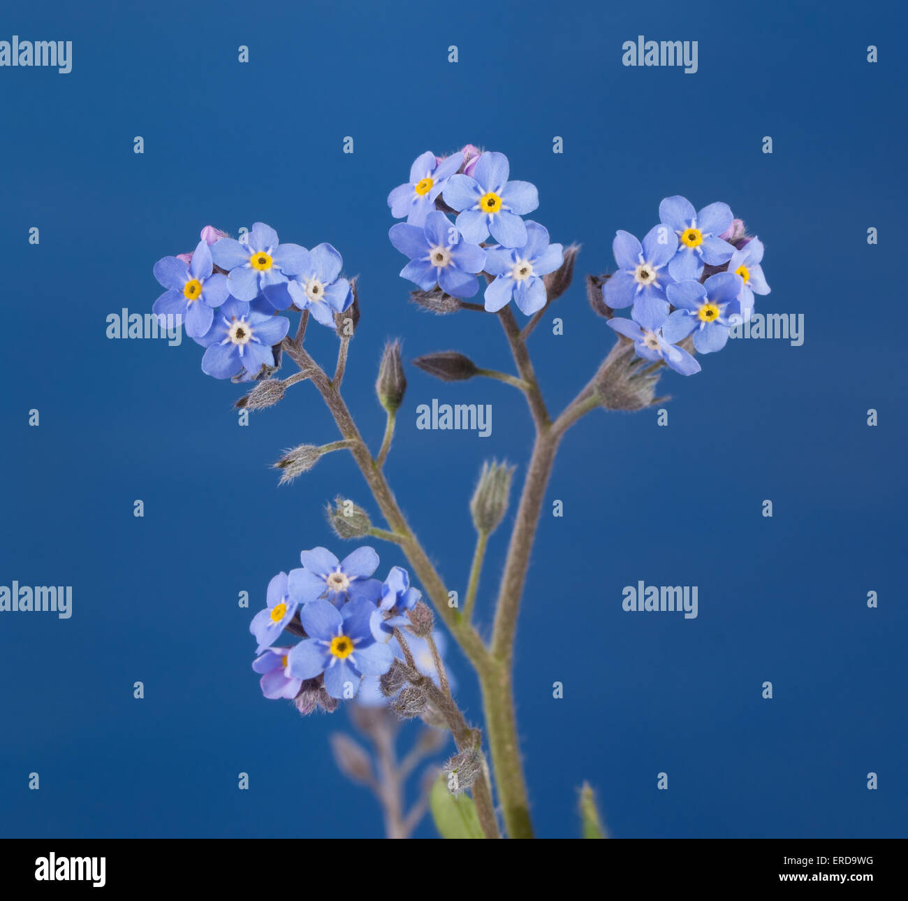 Dainty Forget-me-not flowers against blue background Stock Photo