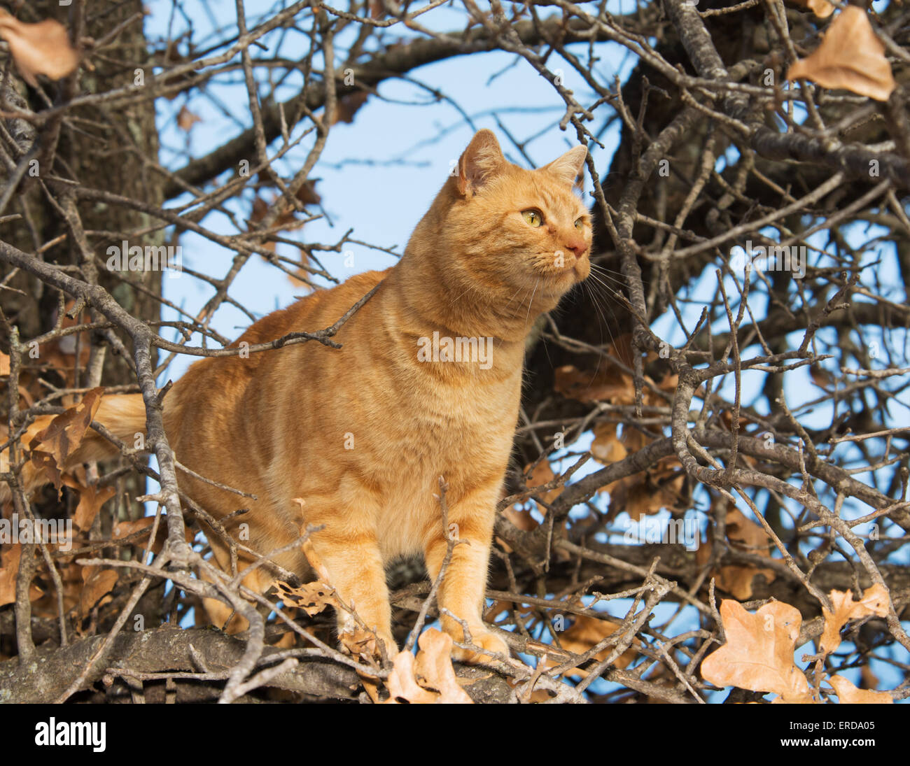 Ginger tabby cat climbing in a tree in winter Stock Photo - Alamy