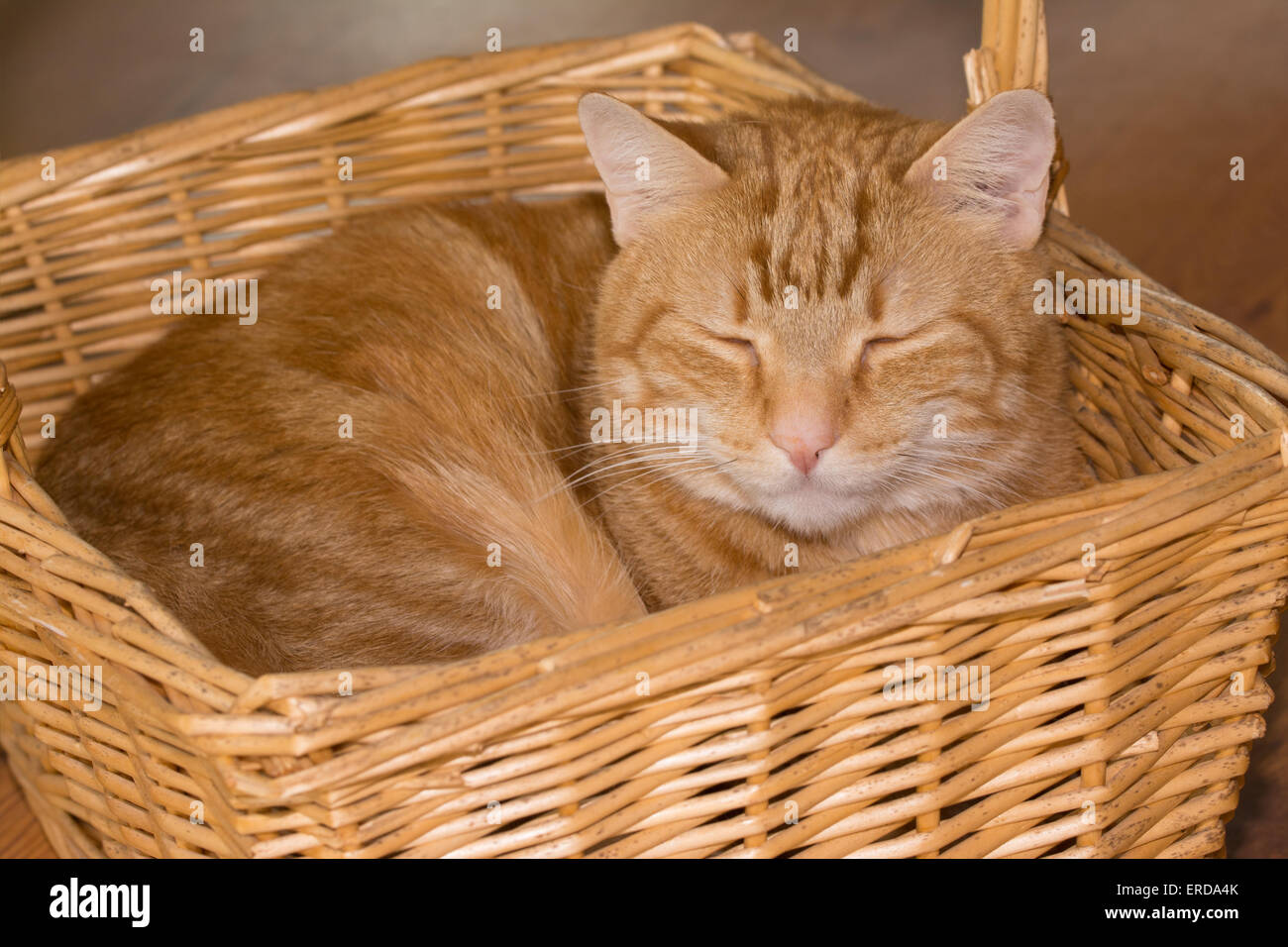 Kitten lying in basket hires stock photography and images Alamy