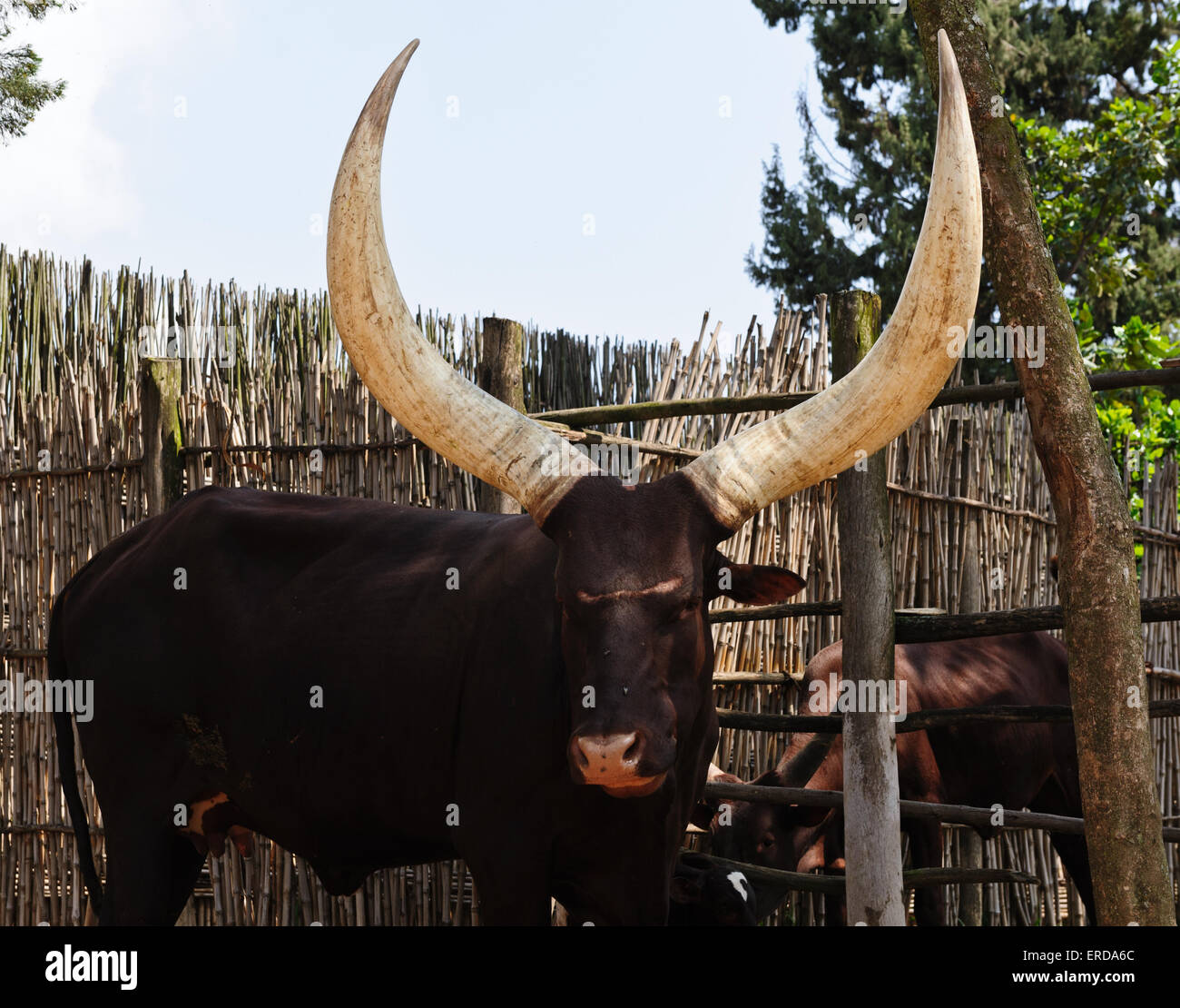 Inyambo rwanda cattle hi-res stock photography and images - Alamy