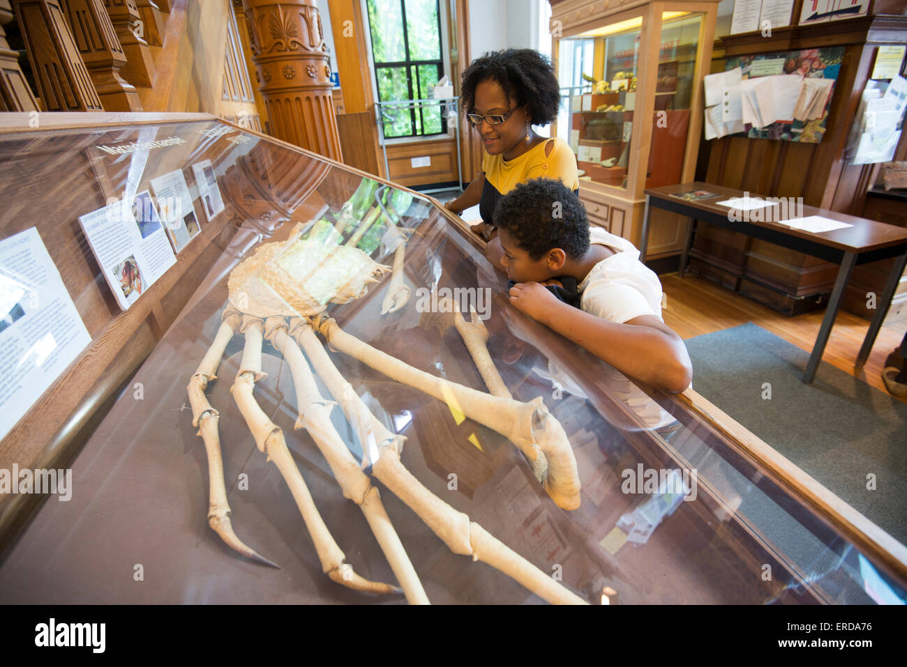 Family Fun in Montreal, Quebec, Canada. Redpath Museum. Mother and son looking at exhibit. Stock Photo