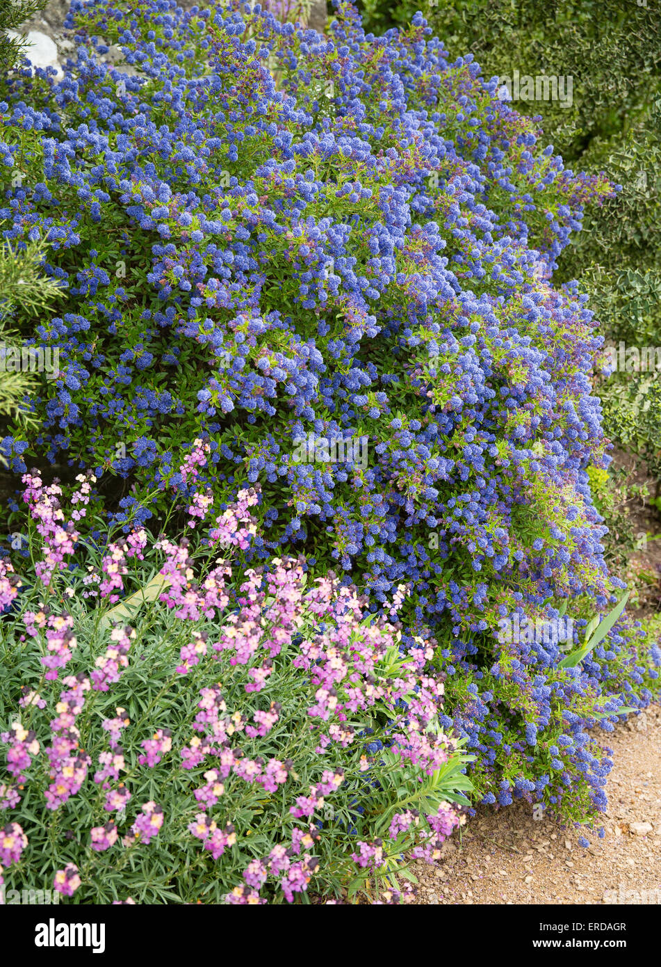 Blue Ceanothus or Californian lilac and pink Erysimum flowers in an English garden flower border Stock Photo