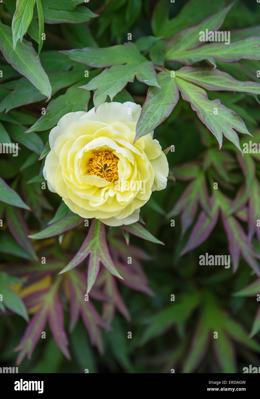 Elegant flower and foliage of a yellow tree peony in an English garden in early spring UK Stock Photo