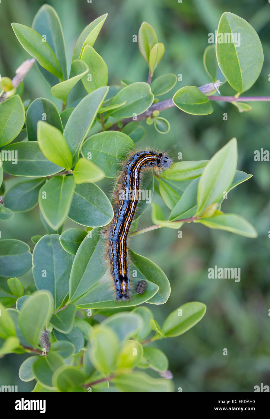 Black yellow striped caterpillar hires stock photography and images