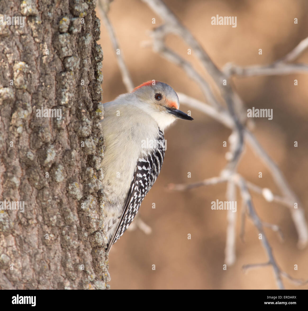 Female Red-bellied Woodpecker climbing up the trunk of an Oak tree in winter Stock Photo