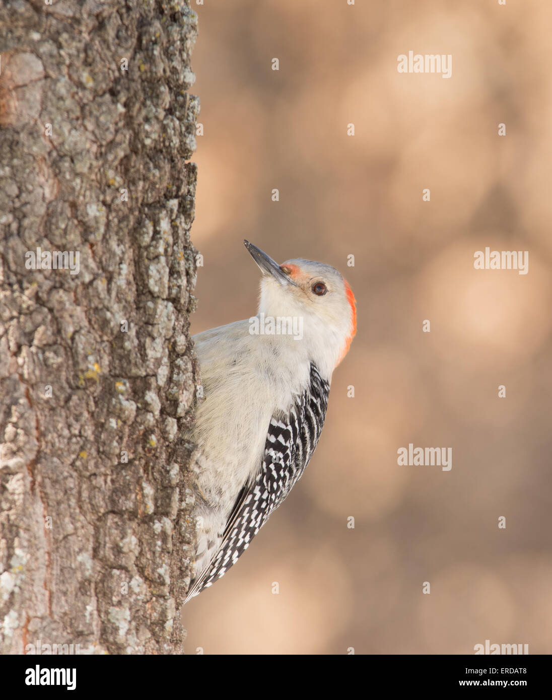 Red-bellied Woodpecker female clinging onto the side of an Oak tree Stock Photo