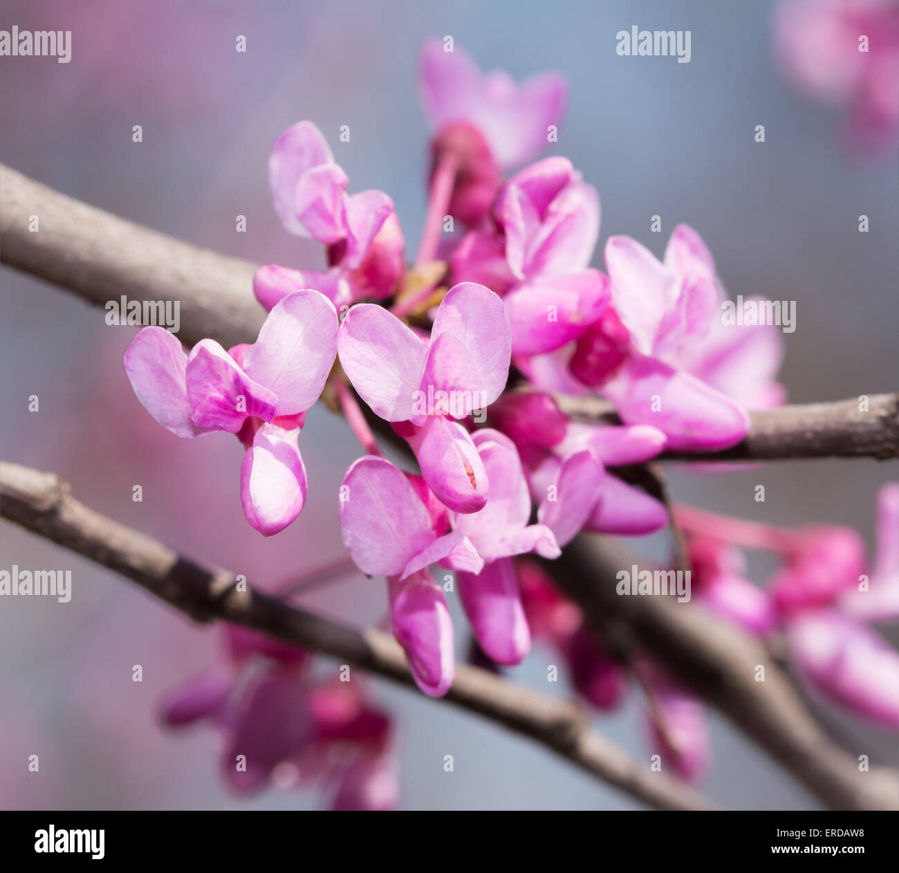 Closeup of Eastern Redbud tree's tiny blooms in spring Stock Photo