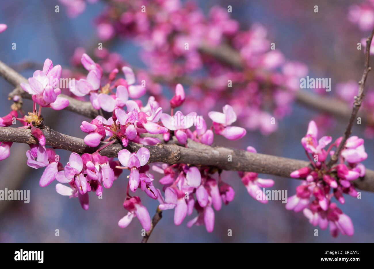 Pink flowers on Eastern Redbud tree in early spring Stock Photo