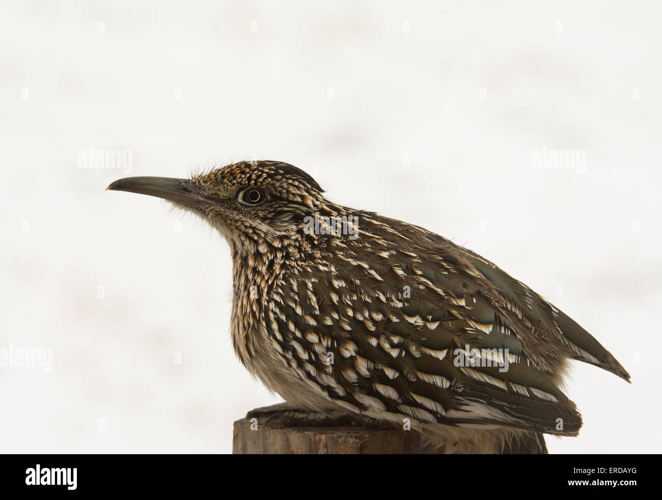 Greater Roadrunner sitting on top of a post, waiting for prey, against snowy background Stock Photo