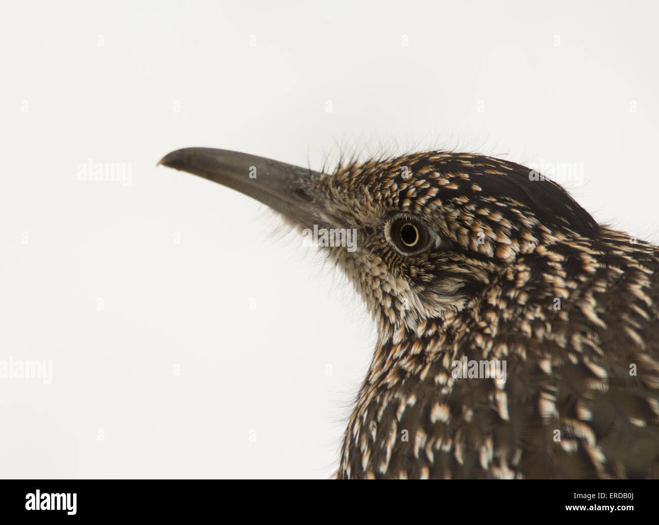 Closeup of a Greater Roadrunner, Geococcyx californianus, waiting for prey against snowy background Stock Photo
