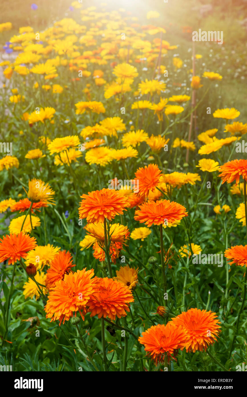 Yellow and orange medicinal calendula flowers growing in garden outside Stock Photo