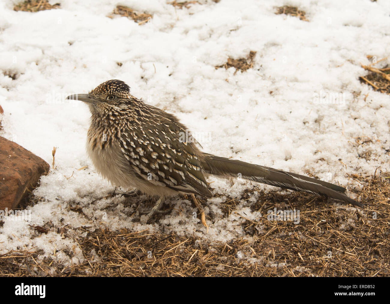 Greater Roadrunner waiting for prey on the edge of a snowy patch Stock Photo