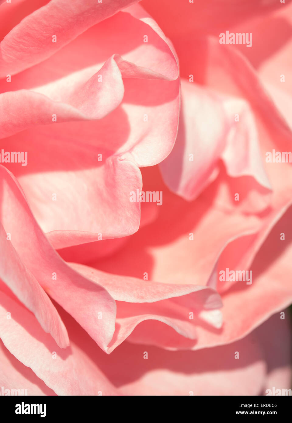 Abstract closeup of a light pink rose Stock Photo