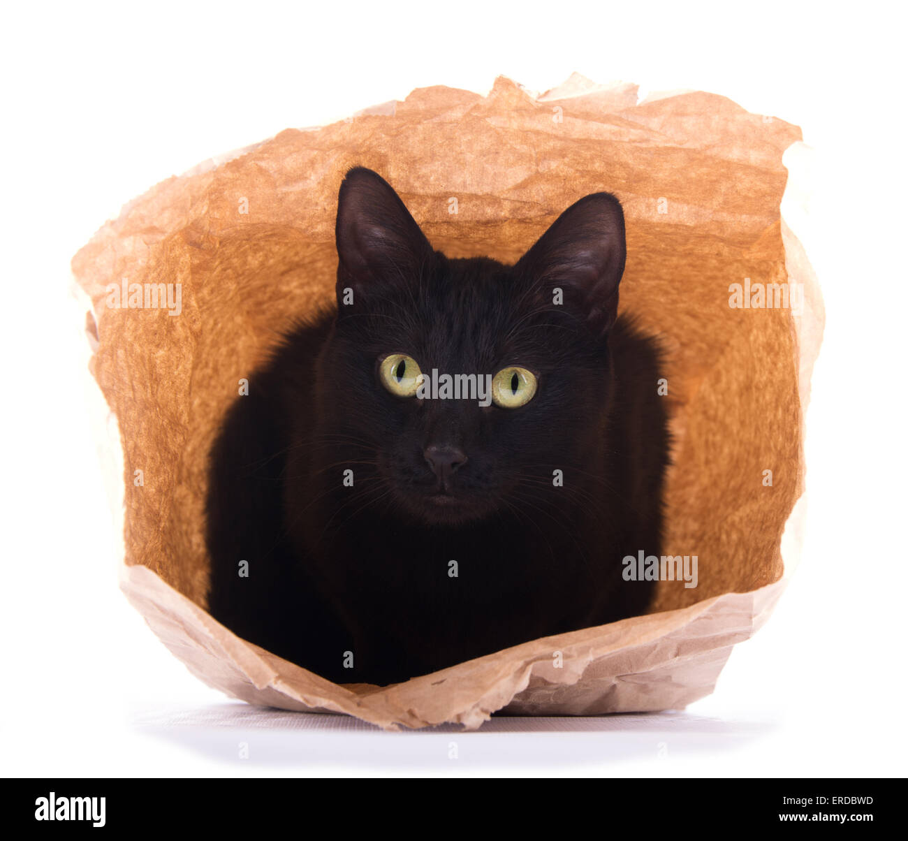 Cute black cat peeking out of a brown paper bag, on white Stock Photo