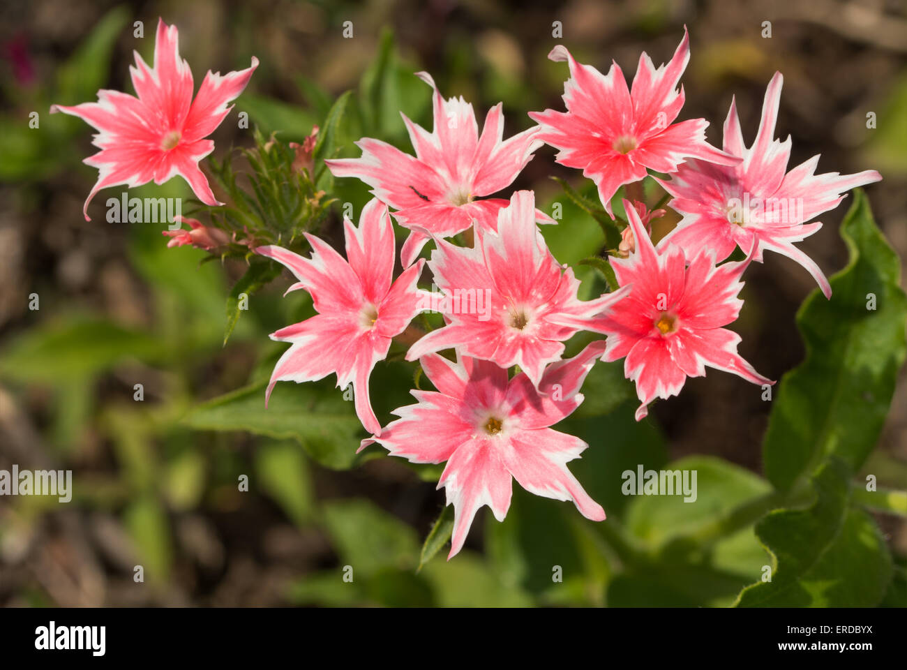 Beautiful salmon and white Star Phlox flower in spring sun Stock Photo