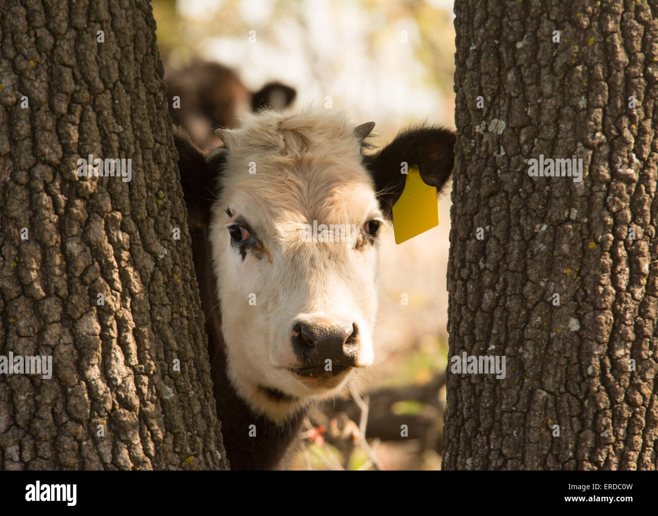 Young white faced steer peeking curiously through tree trunks at the viewer Stock Photo
