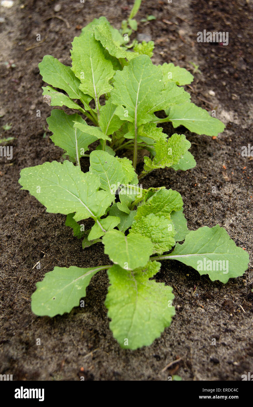 turnip sprout in vegetable garden Stock Photo