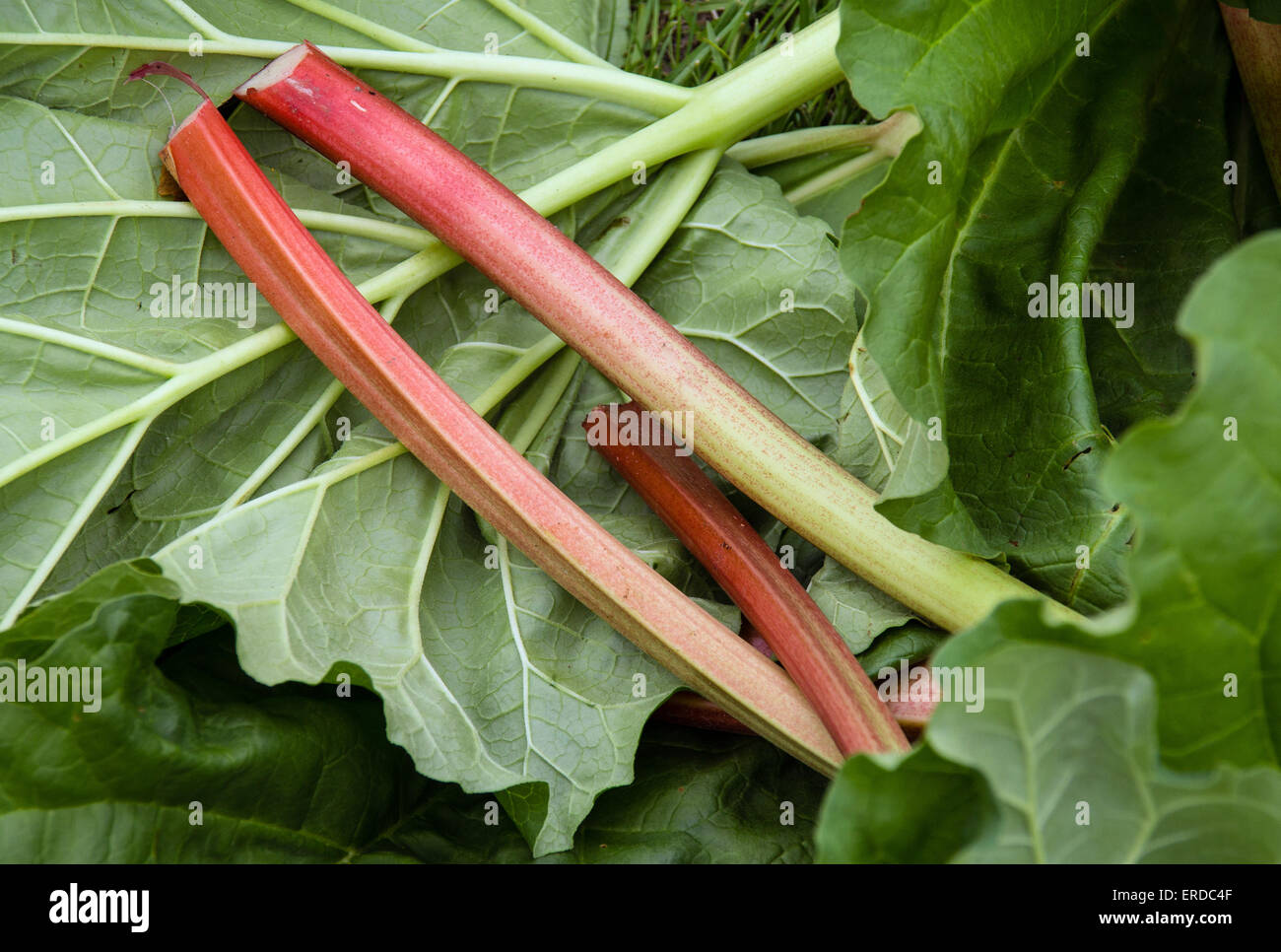 fresh rhubarb stalk harvest Stock Photo