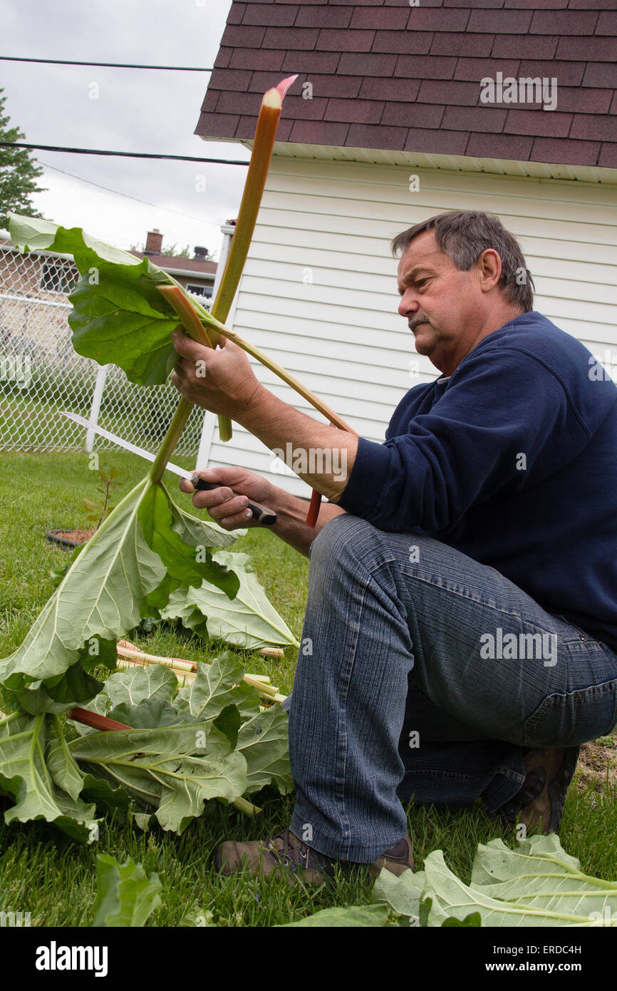 senior man cutting harvested rhubarb stalk outdoor Stock Photo