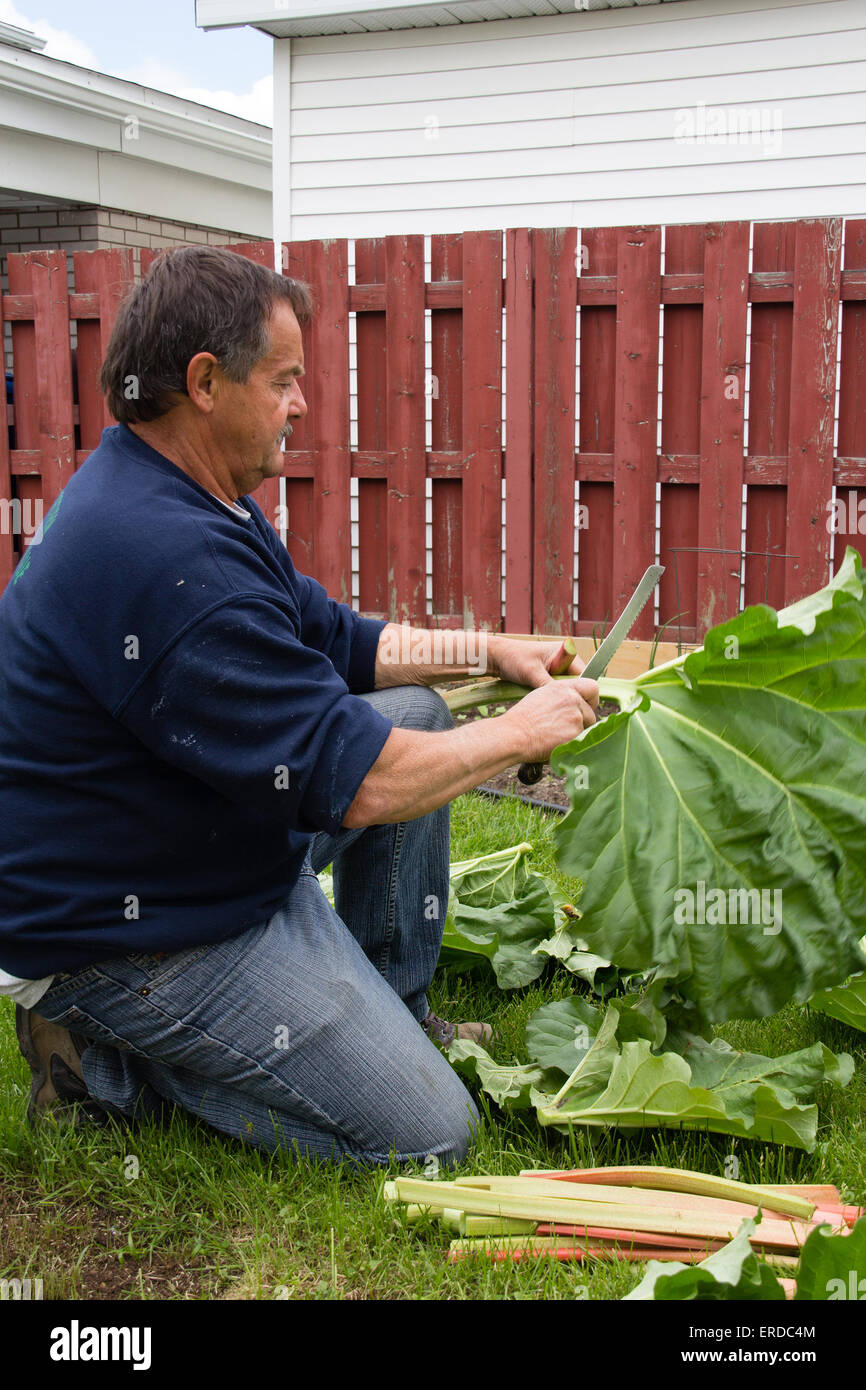 senior man cutting harvested rhubarb stalk outdoor Stock Photo