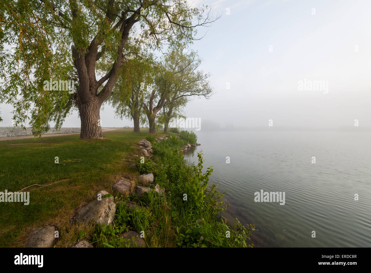 Foggy lake and row of old trees in fog along the shore Stock Photo - Alamy