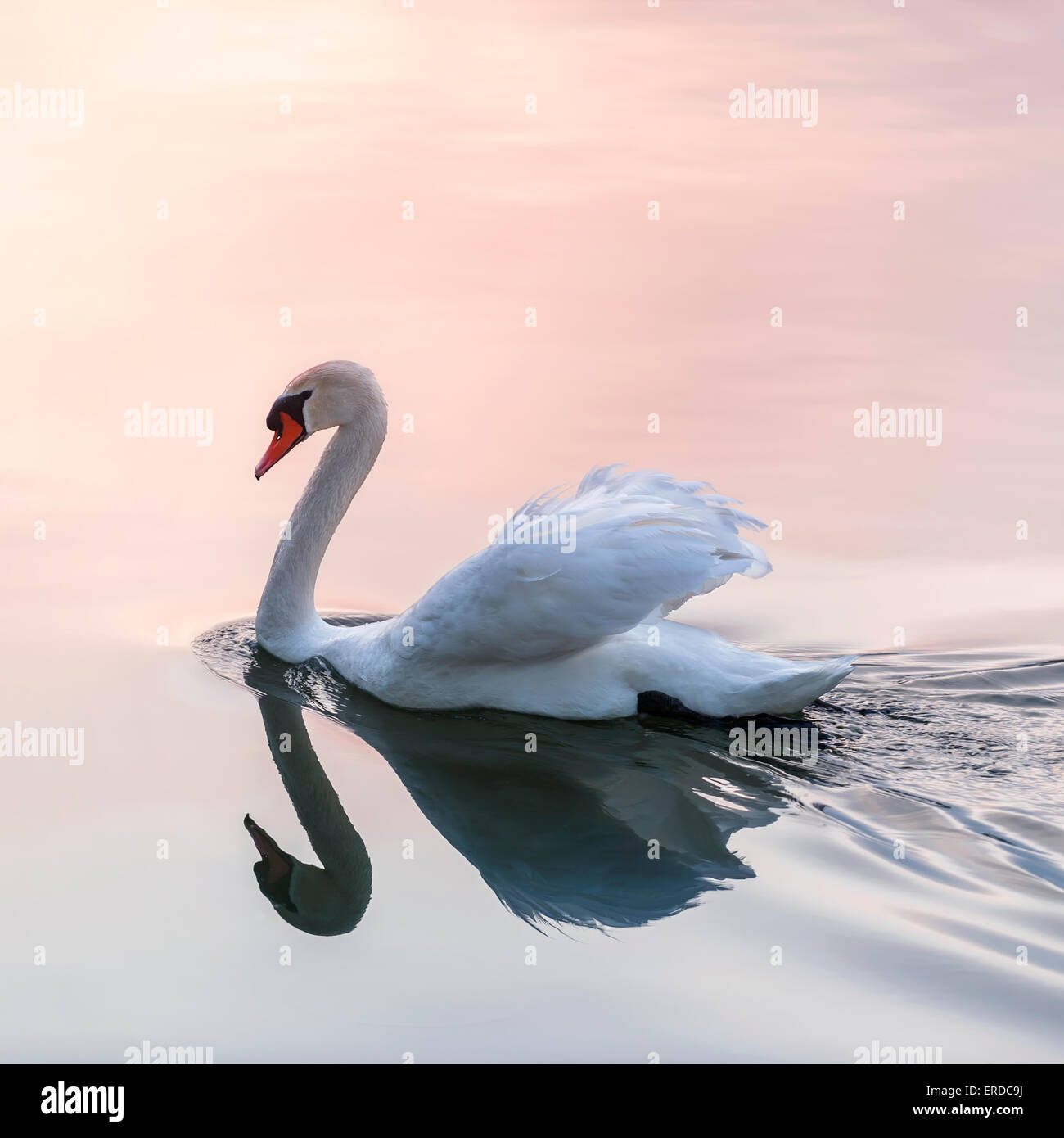White swan swimming on lake water surface reflecting pink sunset, square format. Stock Photo