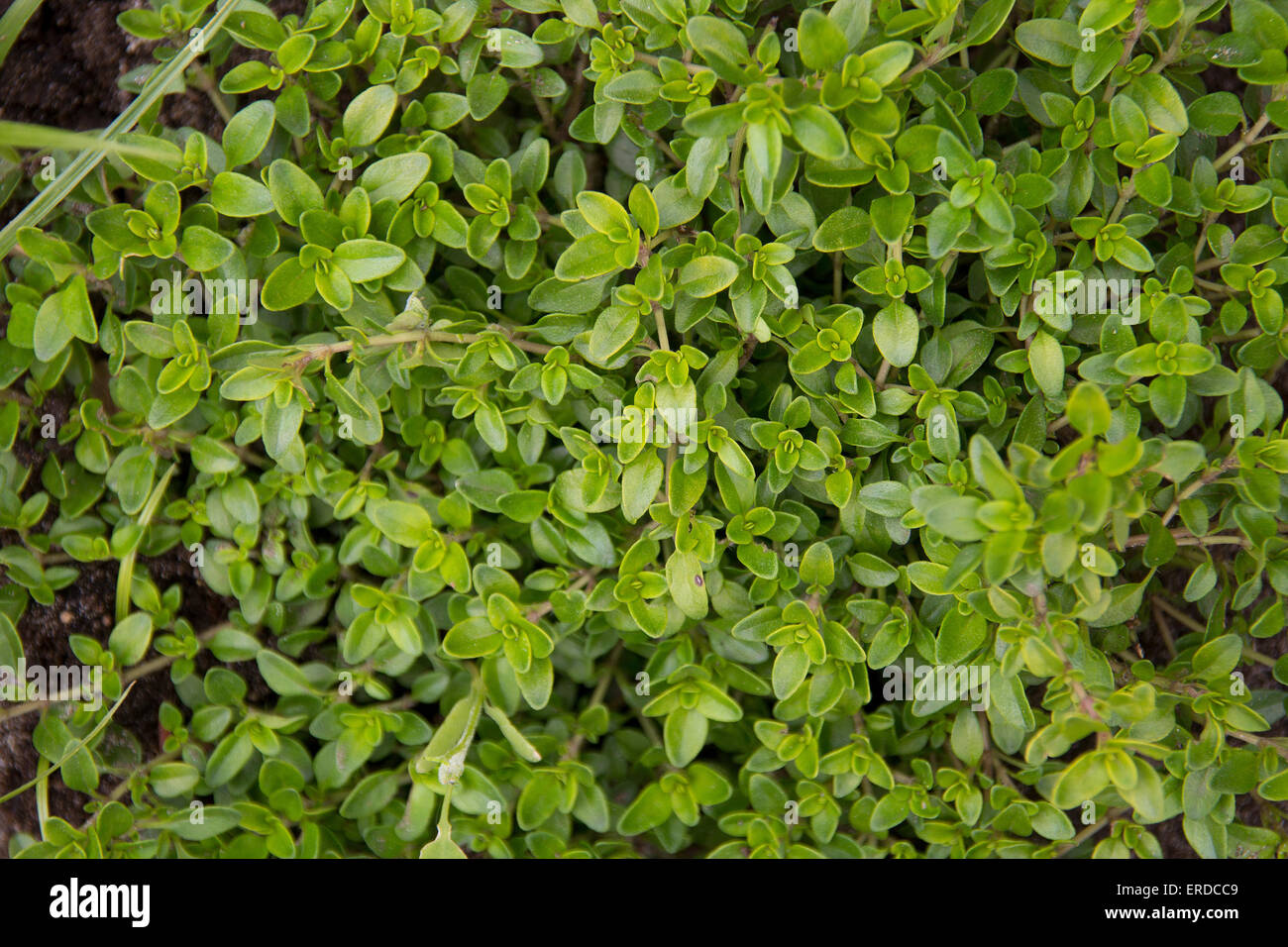 Thyme healthy organic herb plant in garden Stock Photo Alamy