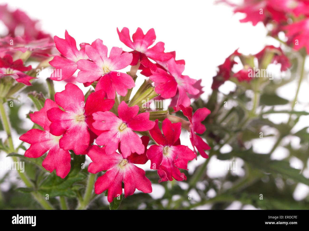 Closeup of two toned verbena flowers in red and pink Stock Photo