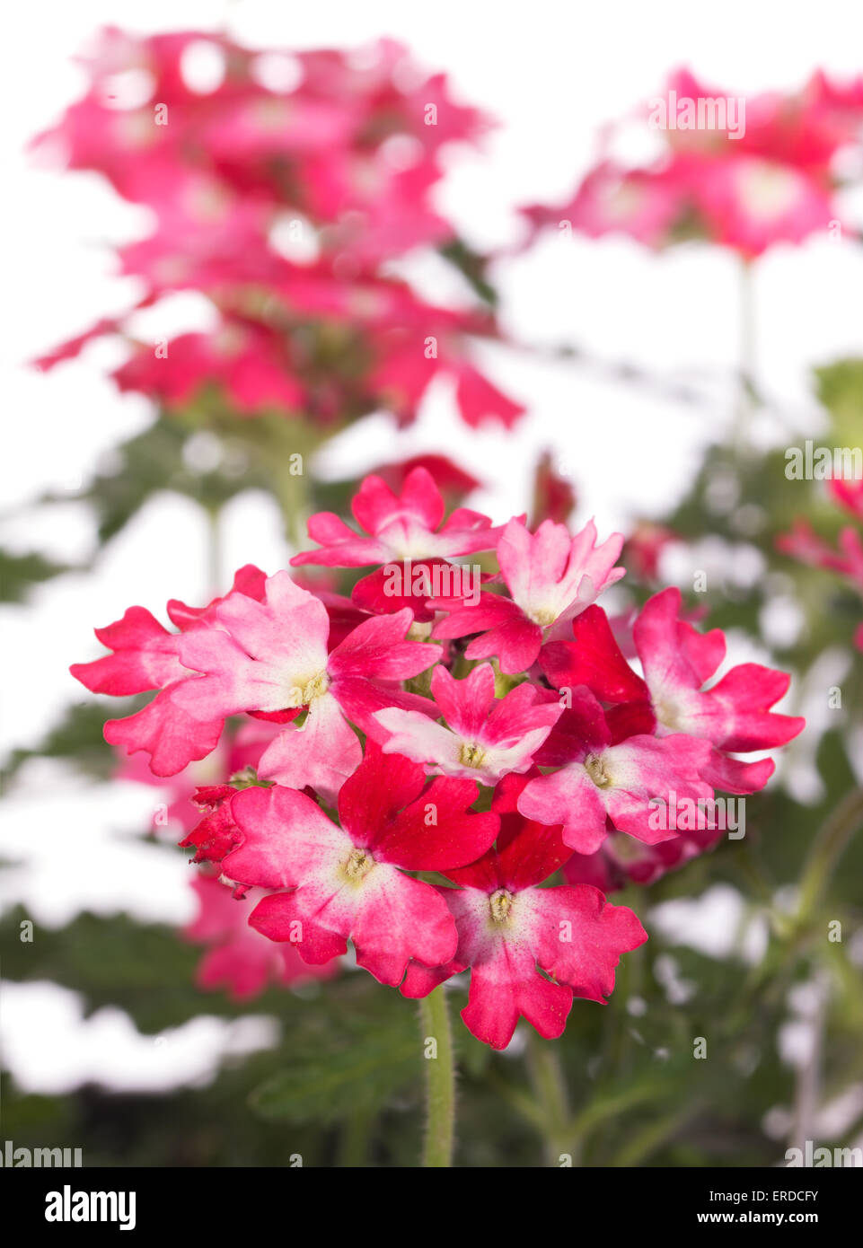 Two toned Verbena flowers in pink and red Stock Photo