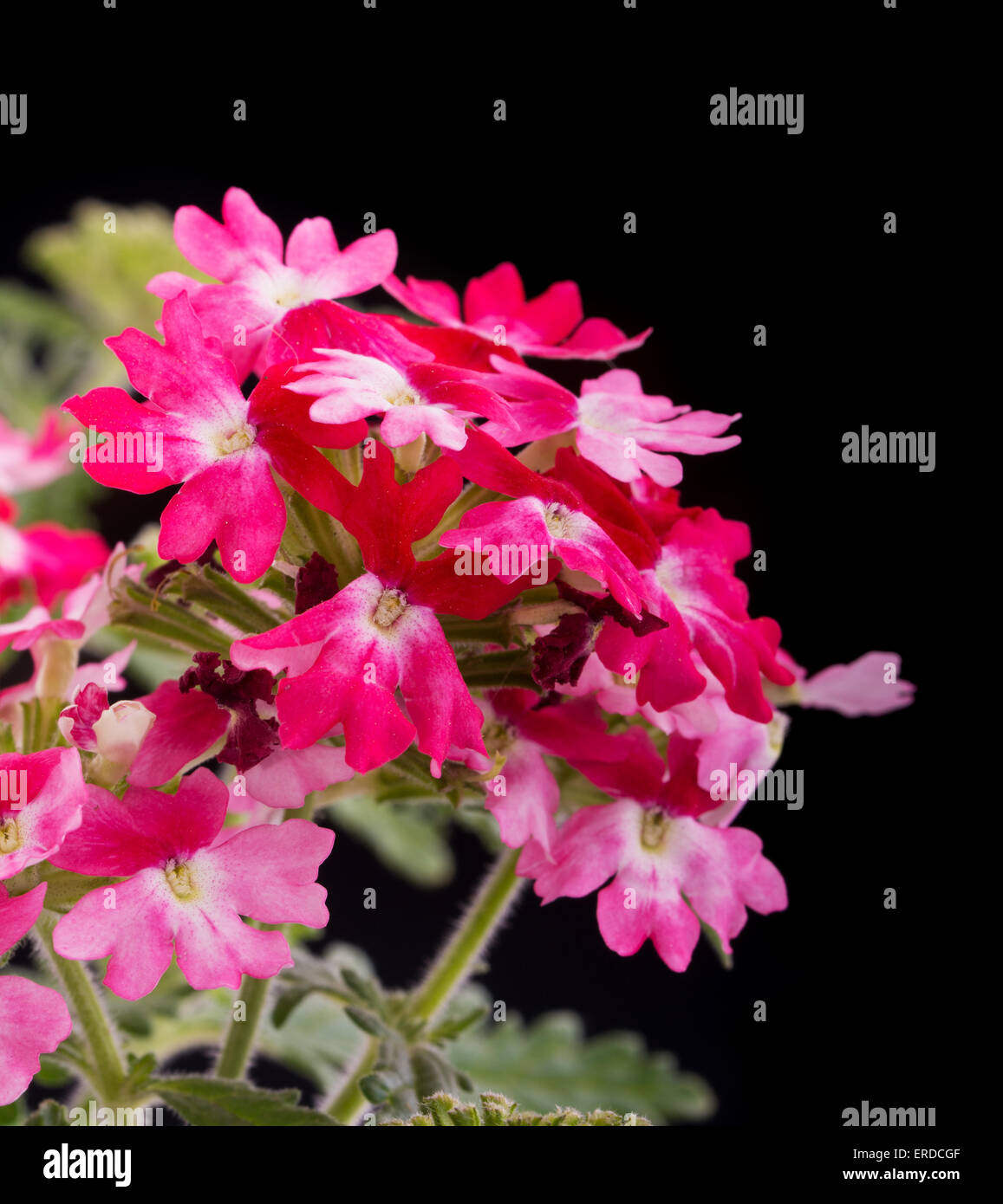 Pink and white verbena hi-res stock photography and images - Alamy