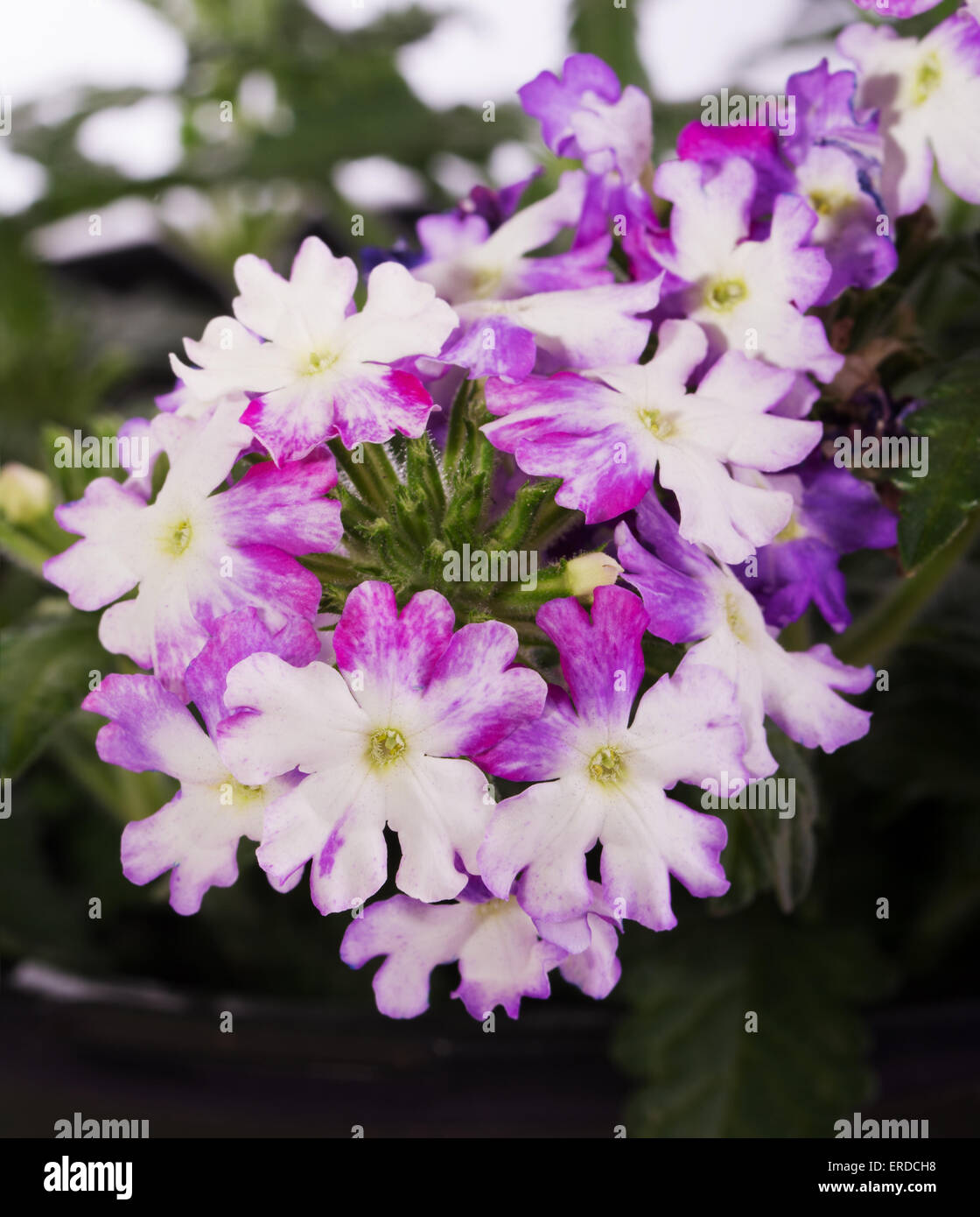 Two toned white and purple Verbena flower Stock Photo
