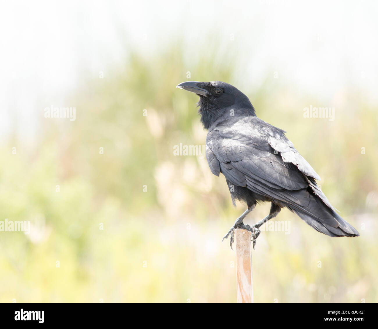 A black Raven Perched on a stick. Stock Photo