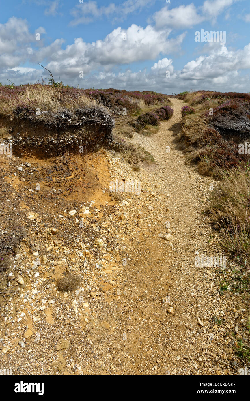 Path, Heathland, Headon Warren, Totland, Isle of Wight, England, UK, GB. Stock Photo