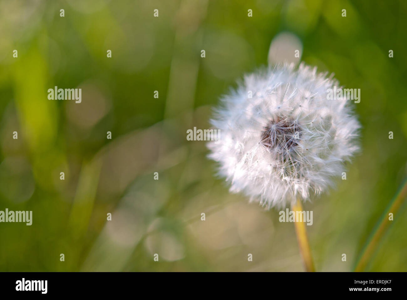 dandelion with seeds blowing away Stock Photo Alamy