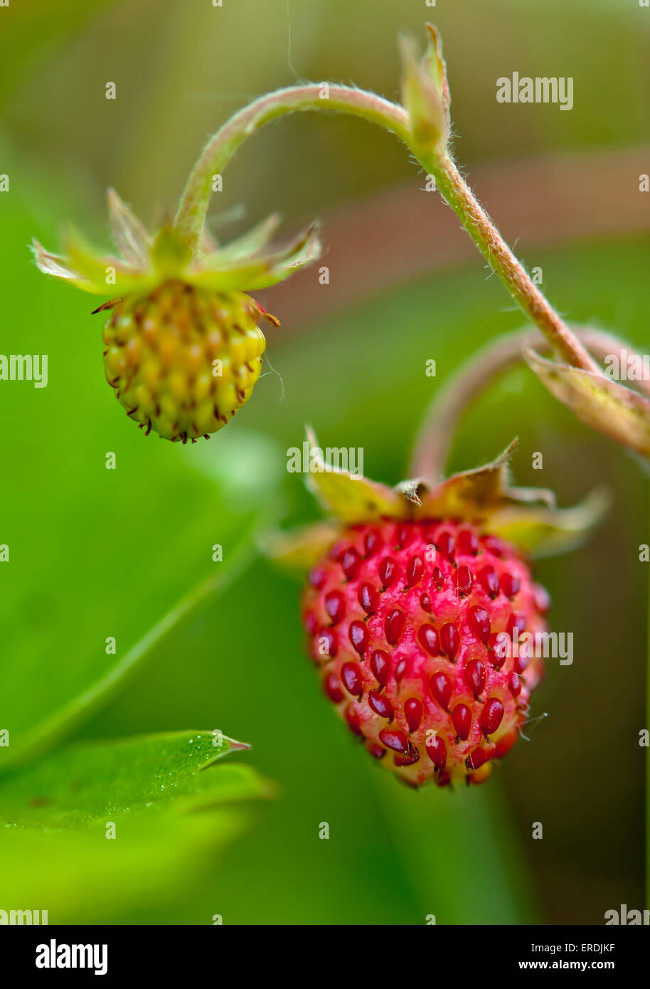 macro of Wild strawberries in the forest Stock Photo - Alamy