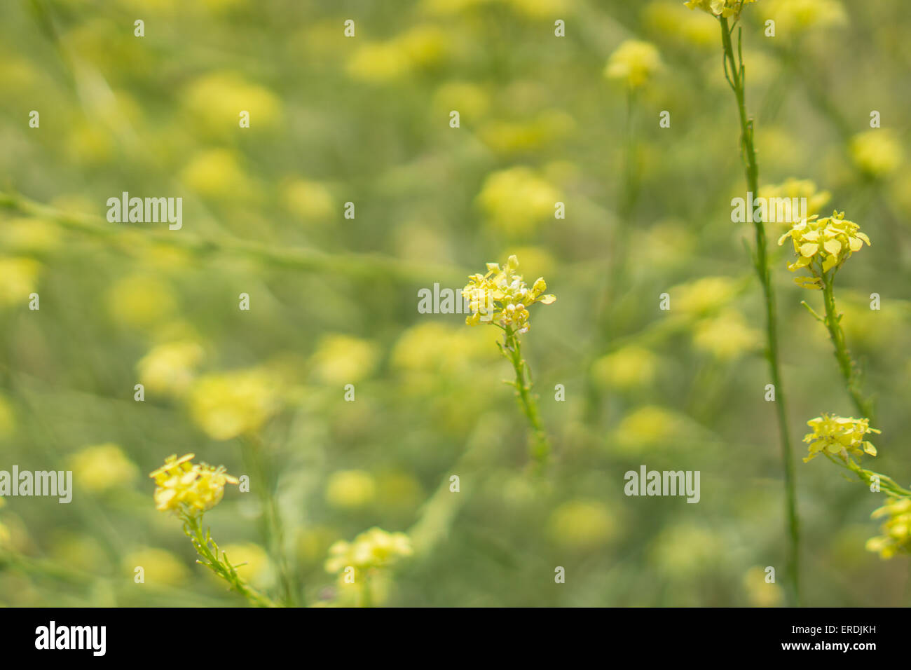 Green and Yellow wildflowers in large patch of California wilderness. Stock Photo