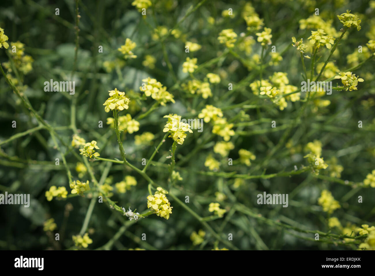 Dozens of yellow clusters of wildflowers grow in California wilderness. Stock Photo