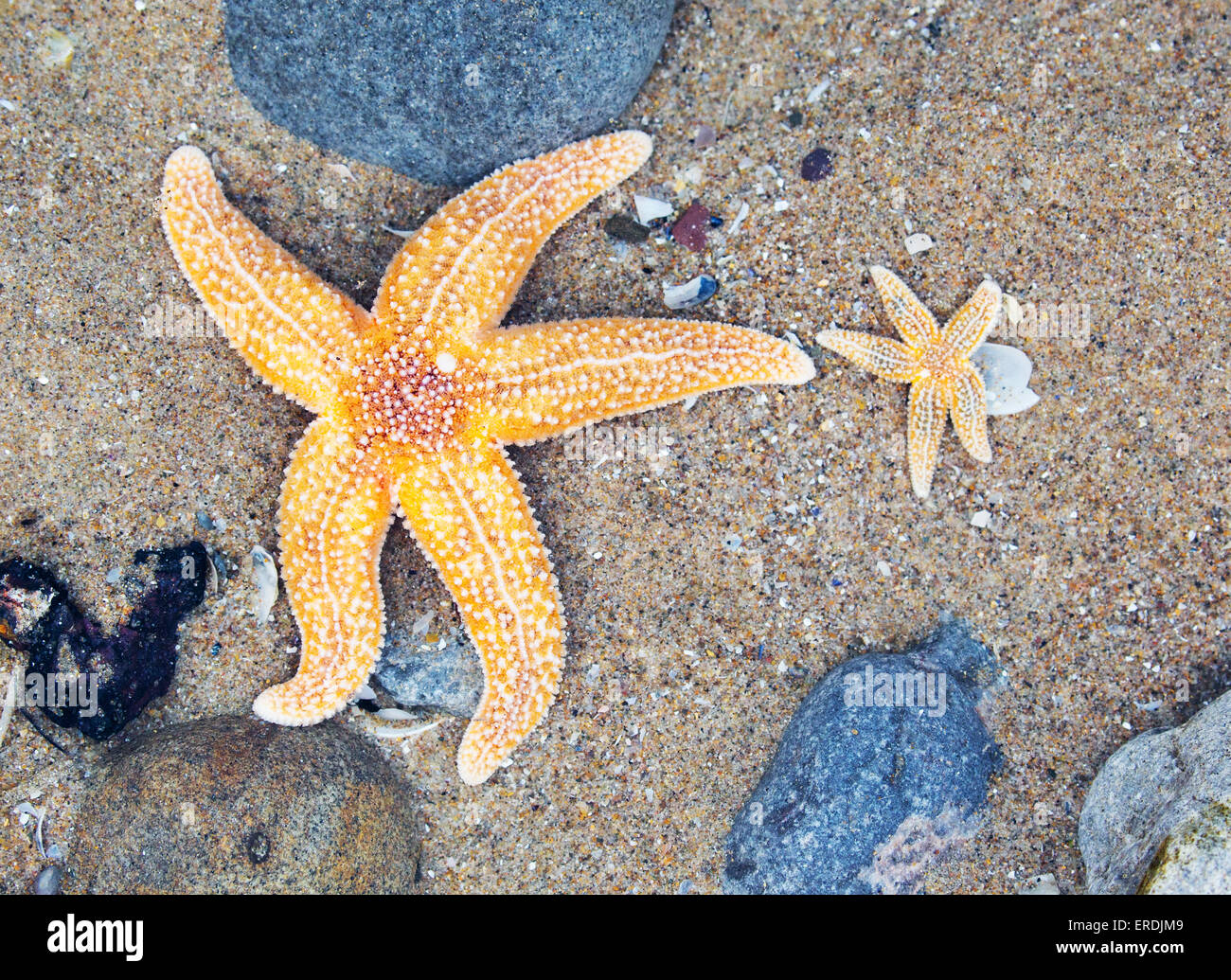 Common Starfish Asterias rubens adult and smaller young in a rock pool on the Gower peninsula in South Wales UK Stock Photo