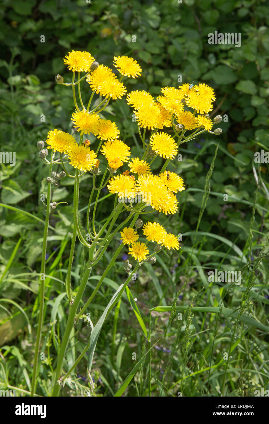 Hawkweed Hieracium ( probably H umbellatum ) growing in a hedgerow in Somerset UK Stock Photo