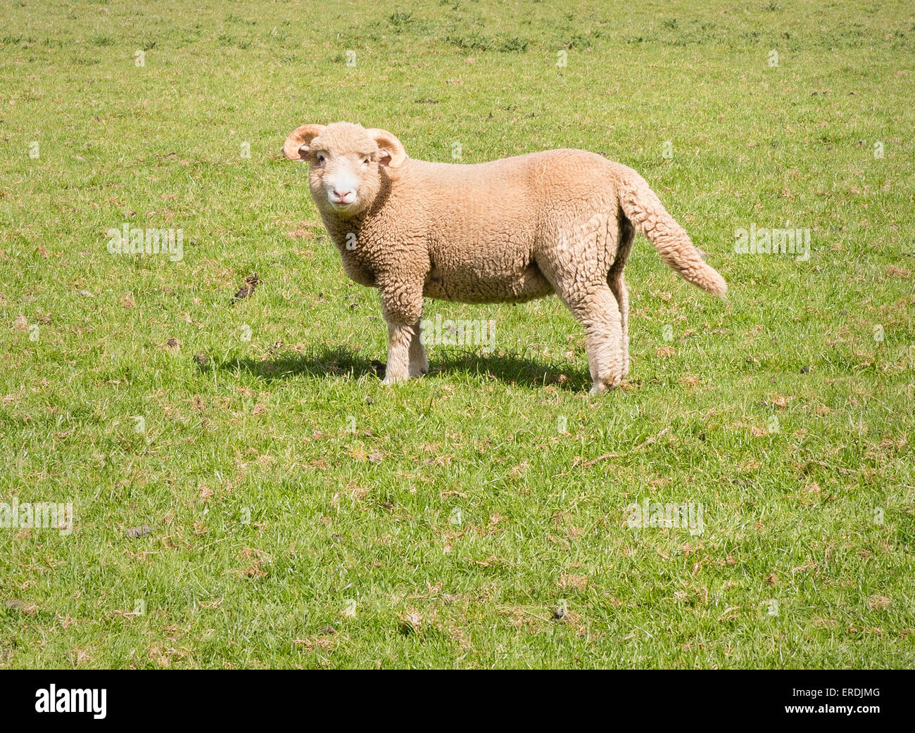 Sheep tail hi-res stock photography and images - Alamy
