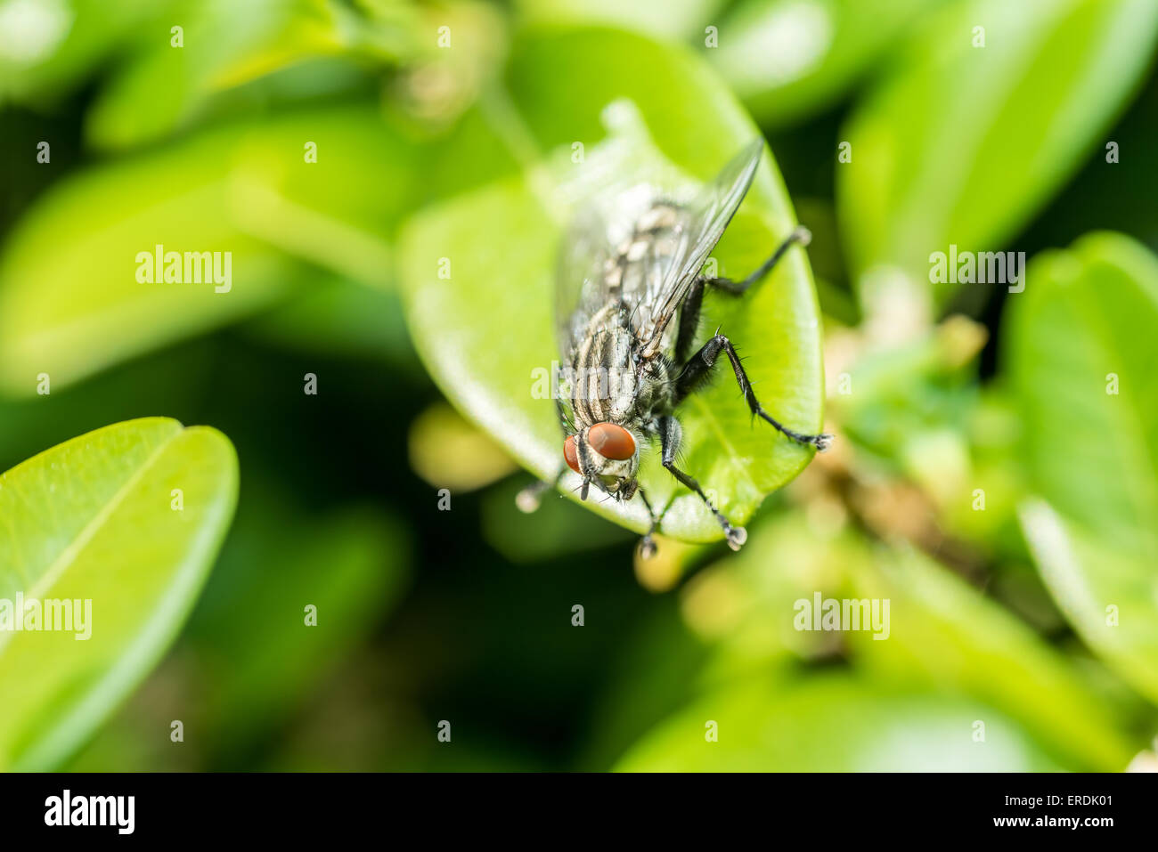 Common Housefly Macro On Green Leaves Background Stock Photo