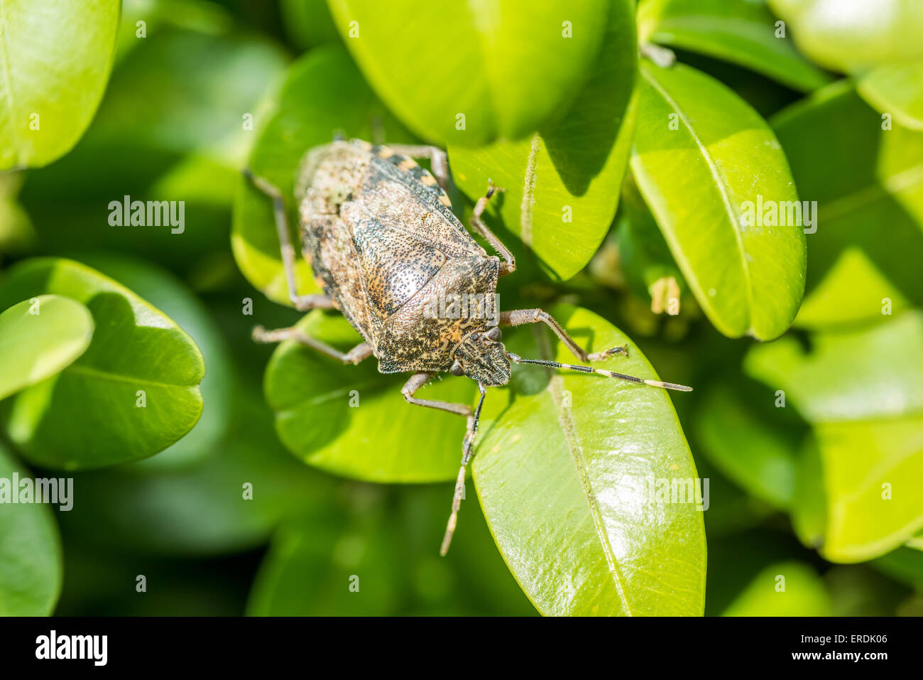 Shield Bug Insect Macro On Green Leaves Stock Photo