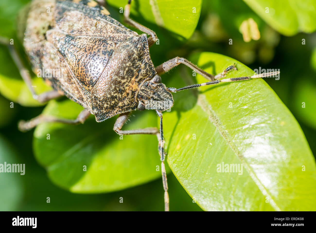 Shield Bug Insect Macro On Green Leaves Stock Photo