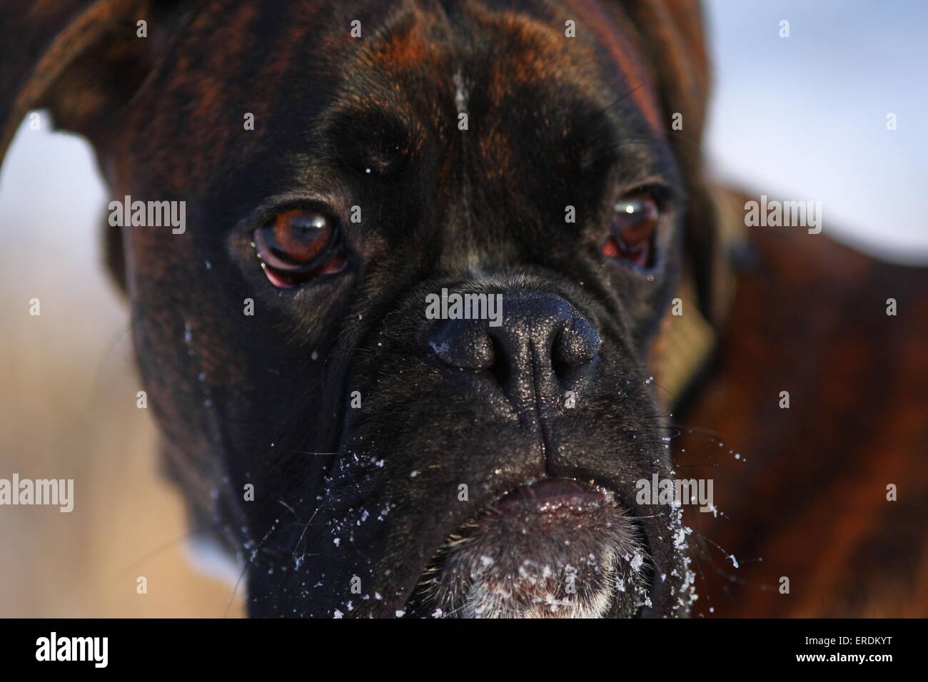 Boxer face Stock Photo