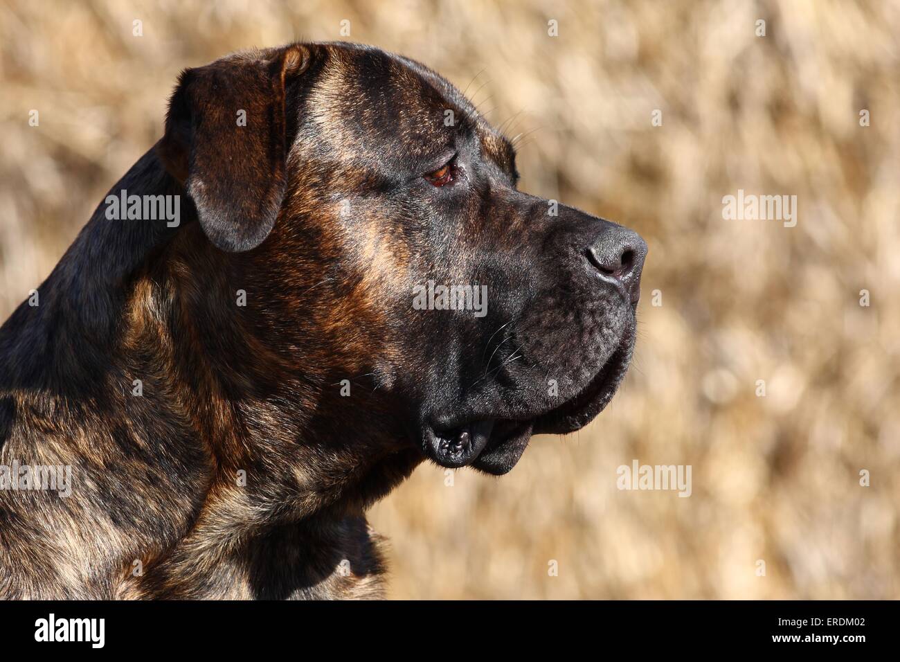 Dogo Canario Portrait Stock Photo