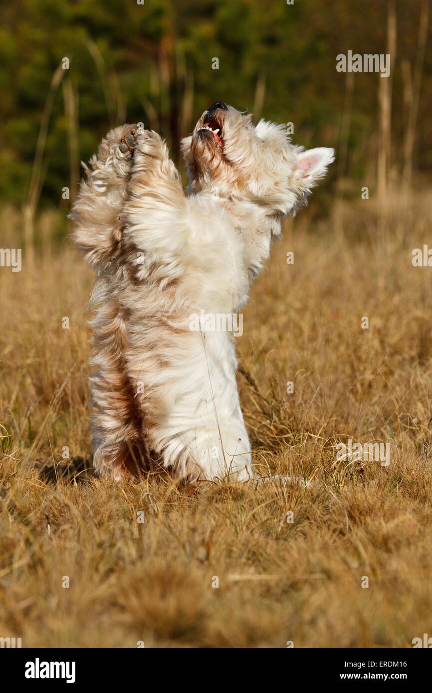 West Highland White Terrier shows trick Stock Photo