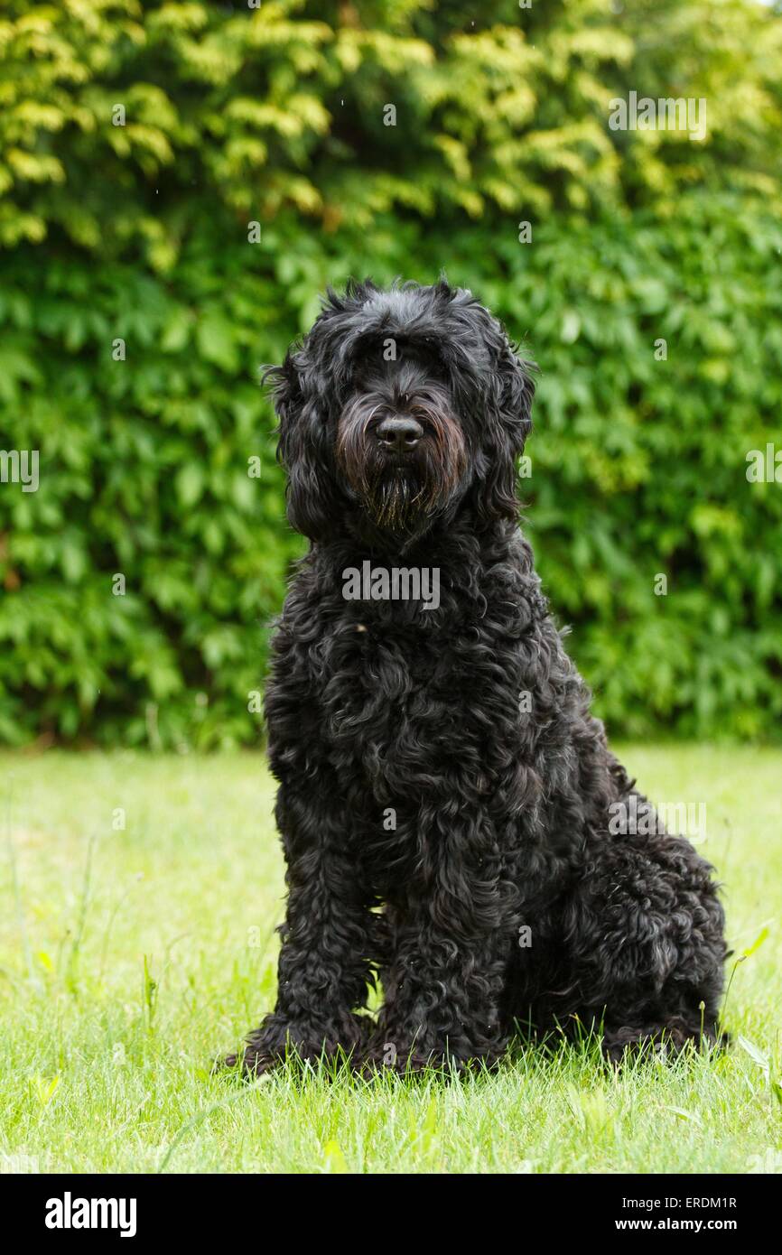 sitting black russian terrier Stock Photo