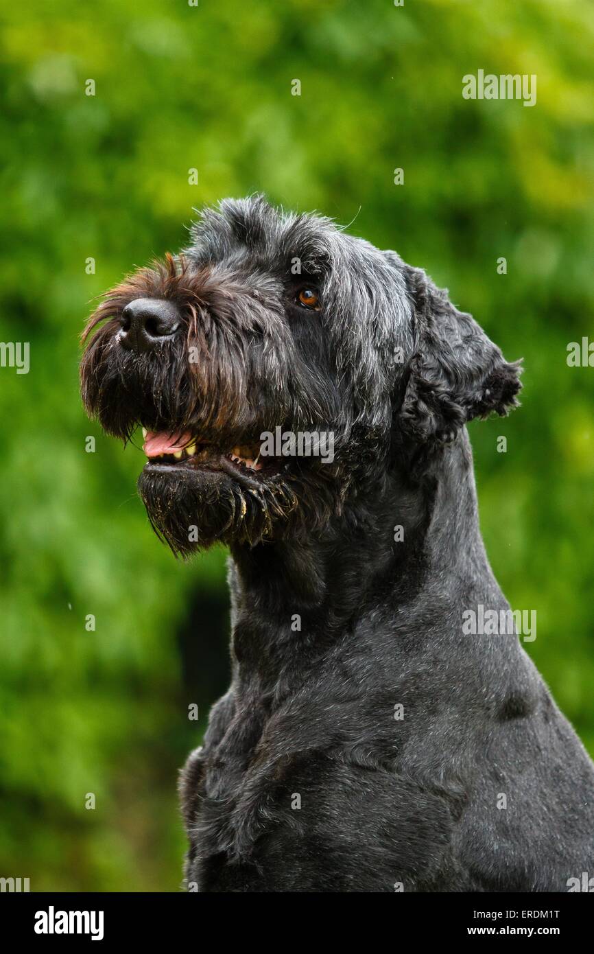 black russian terrier portrait Stock Photo